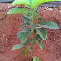 Kỹ thuật trồng bơ