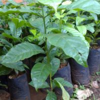Giống cà phê vối lai TRS1