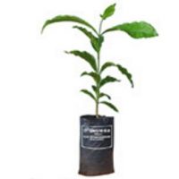 Cây giống cà phê TR9 414