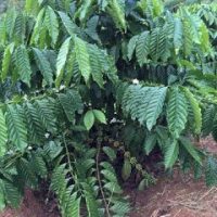 Giống cà phê dây Thuận An