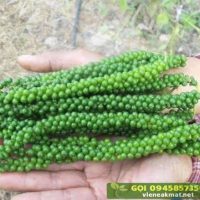 Giống tiêu mới: Tiêu Sri Lanka