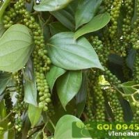 Giống tiêu Phú Quốc