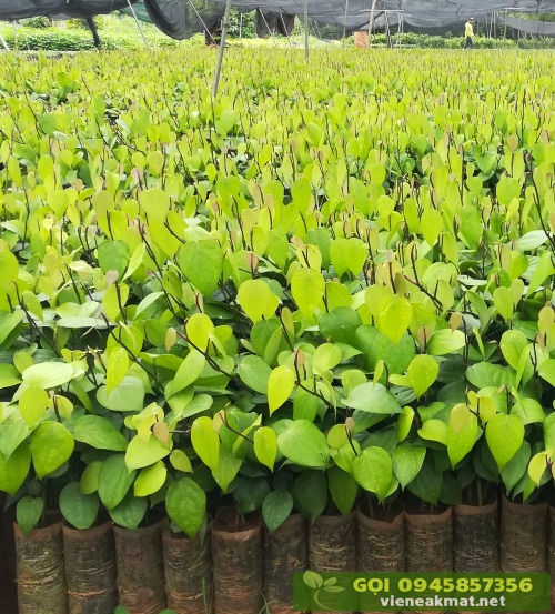 tieu_giong_vinh_linh