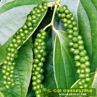 tieu_giong_vinh_linh_2 Tiêu vĩnh linh năng suất cao