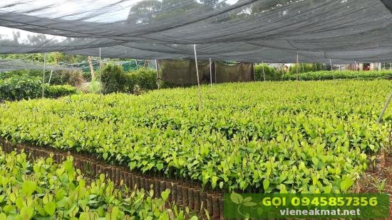Nhân giống tiêu lươn trong bầu ươm Nhân giống tiêu lươn trong bầu ươm