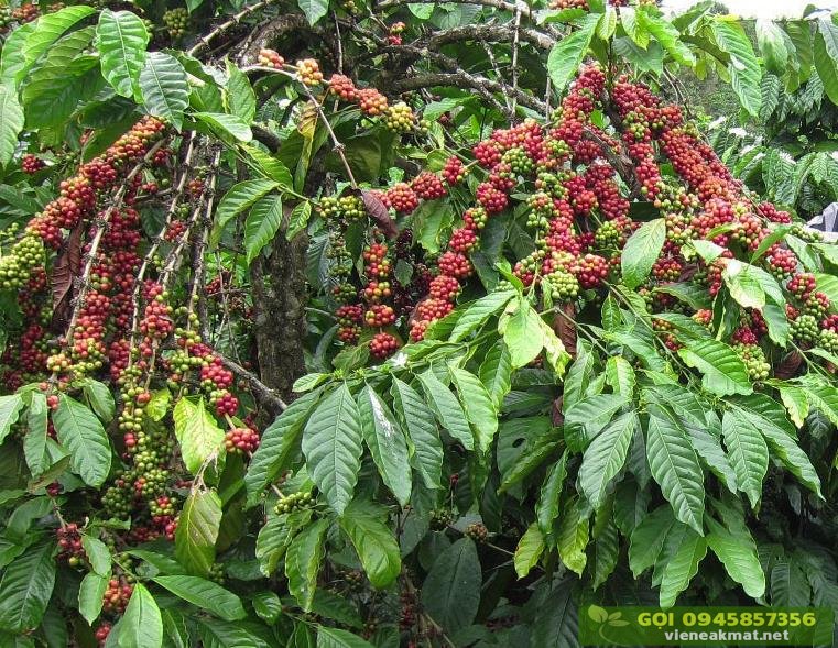 Giống cà phê mới tốt nhất hiện nay - Cà phê dây Thuận An