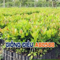 Cây giống điều AB0508