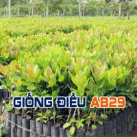 Cây giống điều AB29