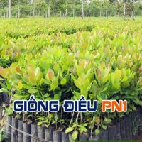 Cây giống điều PN1