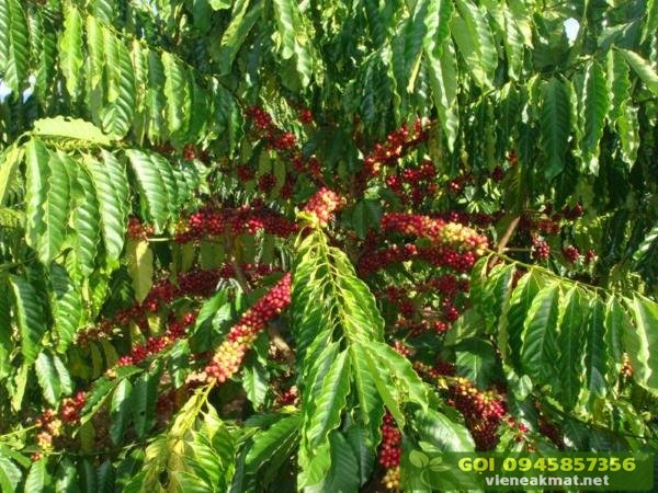 Giống cà phê TR4 năng suất cao