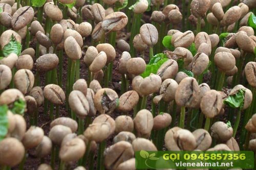 Hạt giống cà phê (hạt mới, chuẩn giống, tỷ lệ nảy mầm cao)