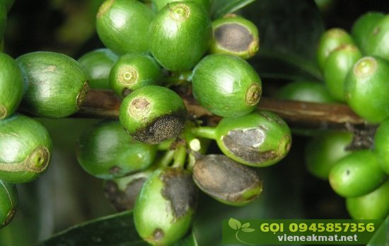 Bệnh khô cành khô quả cà phê (bệnh thán thư cà phê)