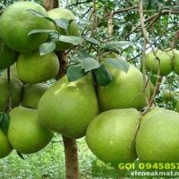 Cung cấp giống bưởi da xanh giá trị cao