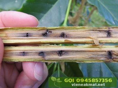 Mọt đục cành hại cà phê (Xyleborus morstatti)
