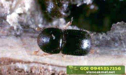 Mọt đục cành hại cà phê (Xyleborus morstatti) - Con trưởng thành