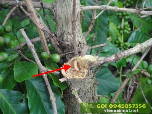 Tìm hiểu về sâu đục thân trên cây cà phê