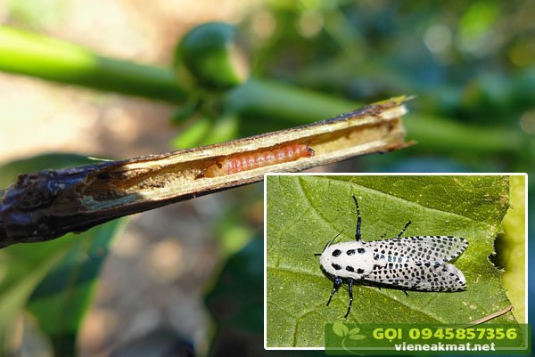 Sâu đục thân cà phê mình hồng Zeuzera coffeara