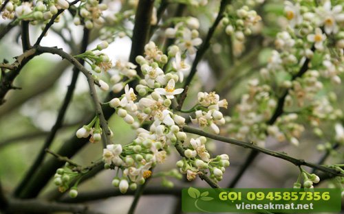 Xử lý ra hoa trên cây có múi (cam chanh quýt bưởi)