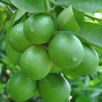 Giống chanh không hạt (trái chùm)