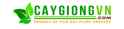Publisher