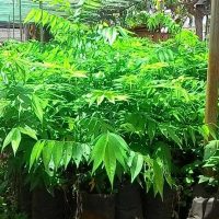 Cây giống lồng mức (thừng mực)