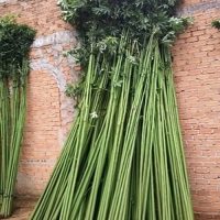 Cây gòn làm trụ tiêu