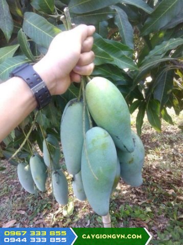 ban_giong_xoai_thai