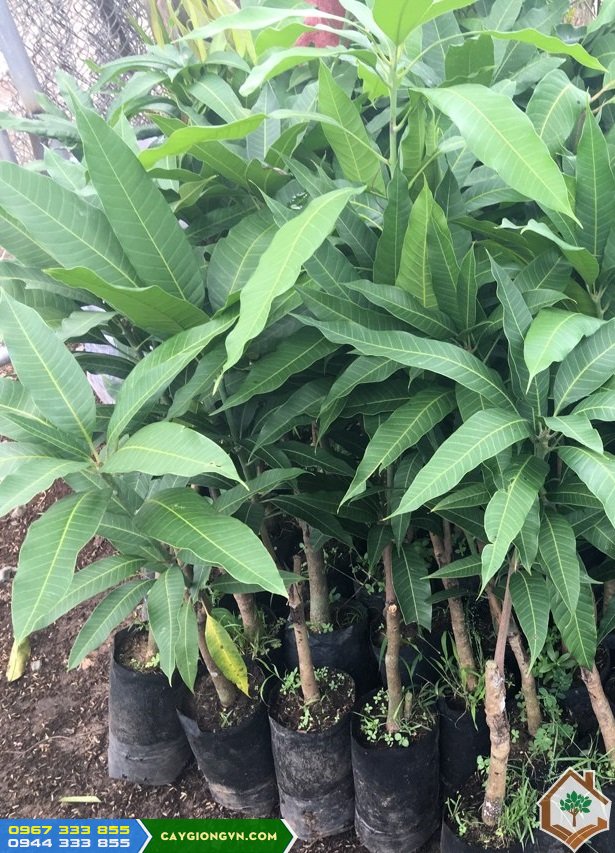 Cây giống xoài thái Cây giống xoài thái