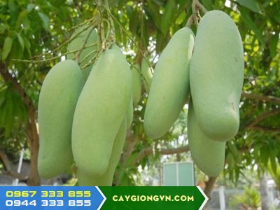 Giống xoài thái lan hạt lép Giống xoài thái lan hạt lép