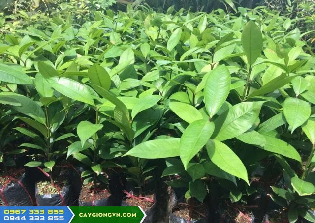 cay_giong_mang_cut_uom_hat_mang_cut_ghep Cây giống măng cụt ươm hạt, măng cụt ghép