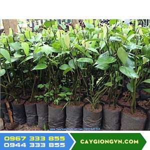 Cây Giống Tiêu Vĩnh Linh - Giống Tiêu Năng Suất Cao, Đậu Trái Dồi Dào