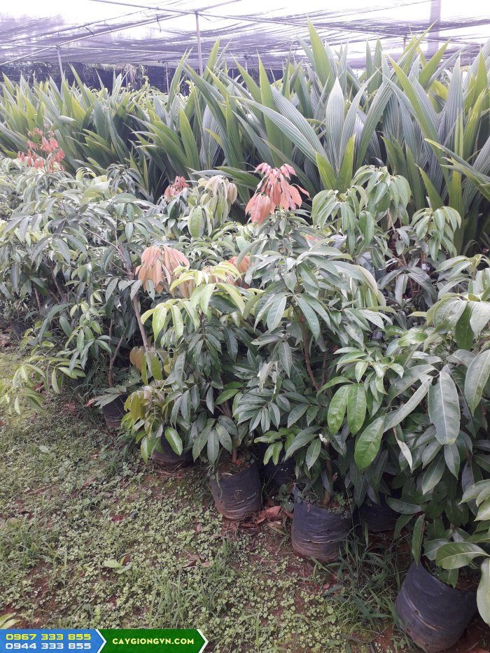 Cây giống vải u hồng (cây chiết đã sang bầu ổn định)