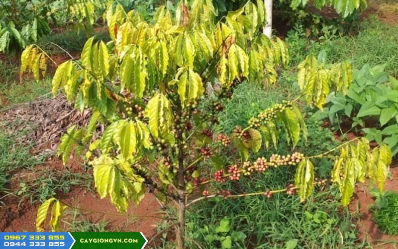 Sâu bệnh gây hại trên cây cà phê và cách phòng trừ