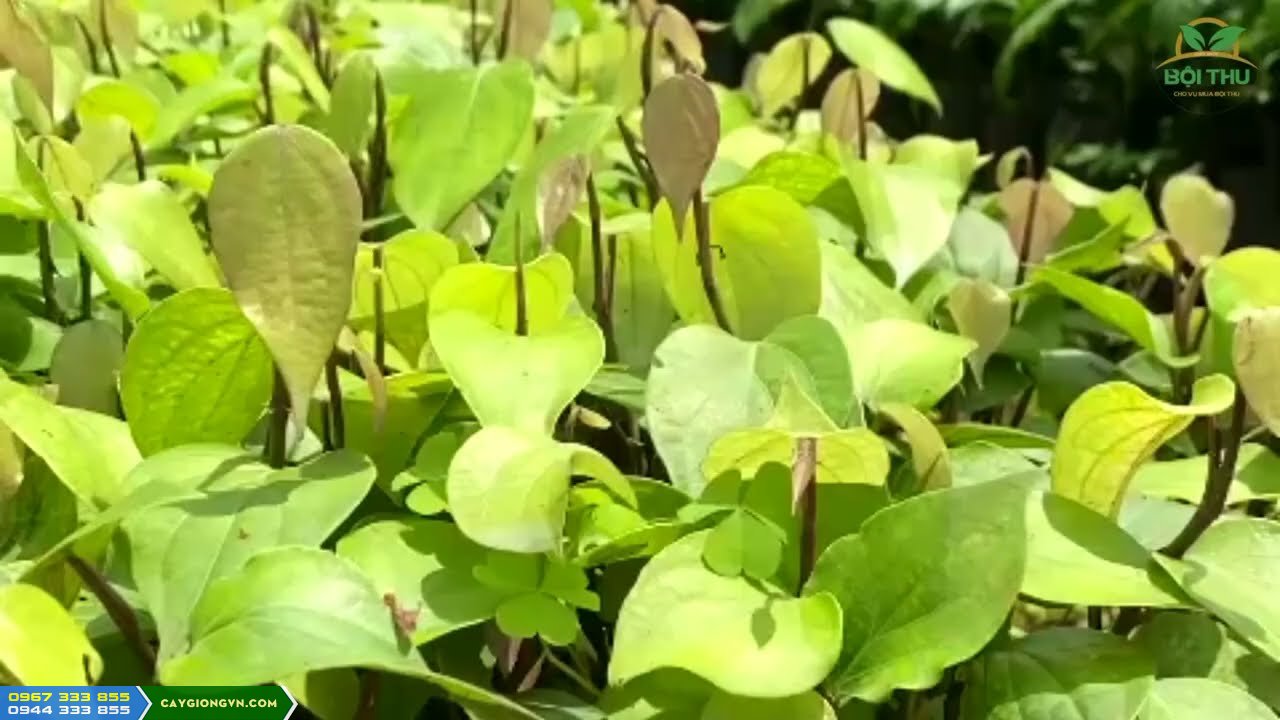 Cây Giống Tiêu Vĩnh Linh Chuẩn Giống Cây Giống Tiêu Vĩnh Linh Chuẩn Giống