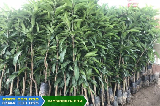 Cây Giống Xoài Đài Loan Xanh