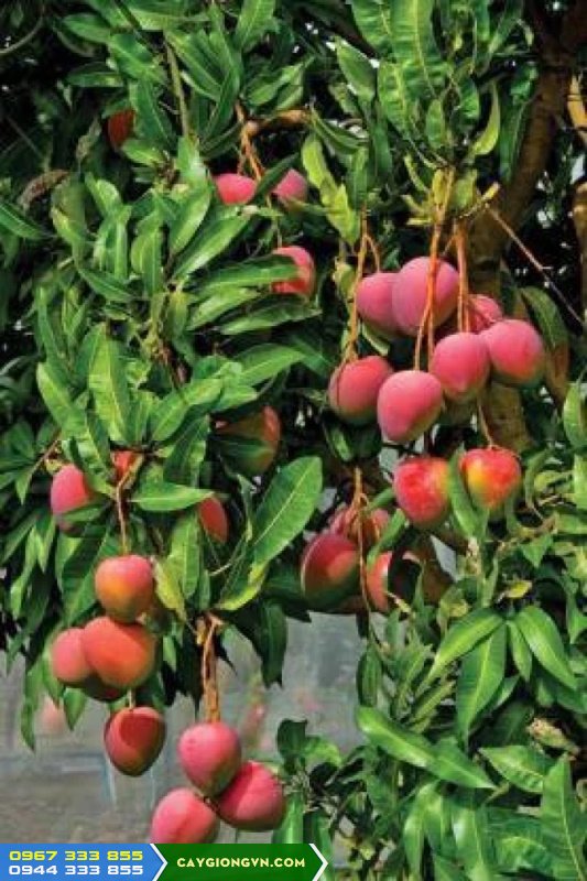 Cung_cap_giong_xoai_uc_vo_hong_Kensington_Pride_mango Cung cấp giống xoài úc vỏ hồng (Kensington Pride mango)