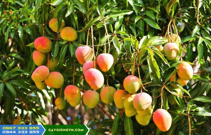 Giong_xoai_uc_vo_hong_Kensington_Pride_mango Giống xoài úc vỏ hồng (kensington pride mango)