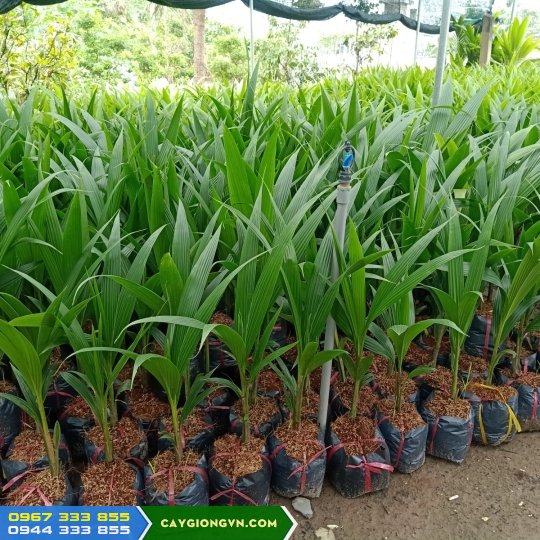 cay_giong_dua_xiem_lun_day_lua_ma_lai Cây giống dừa xiêm (xanh lùn, xiêm lửa, xiêm dứa, xiêm dây, xiêm mã lai....)
