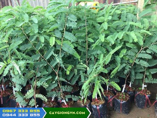 cay_giong_me_thai_cay_ghep Cây giống me Thái (me ngọt cây ghép)