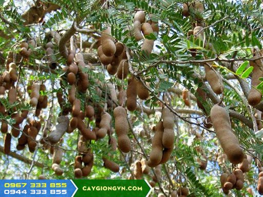 Cây me Thái - Giống me ngọt dễ trồng dễ chăm sóc