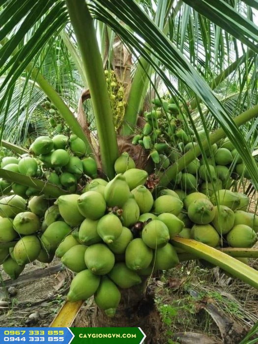 giong_dua_xiem_xanh_dua_lun_trai_xanh Giống dừa xiêm xanh lùn (dừa lùn trái xanh, dừa xiêm lục)