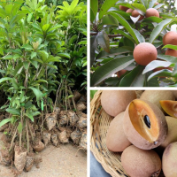 Cây giống hồng xiêm xoài thái (sapoche thái)