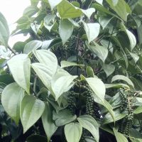Đặc điểm của giống tiêu Tùng Linh
