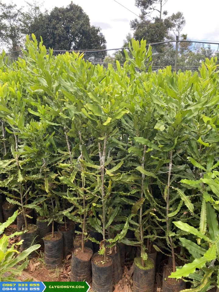 cay_giong_mac_ca_cac_loai Cung cấp cây giống mắc ca ghép: A38, OC, QN1...