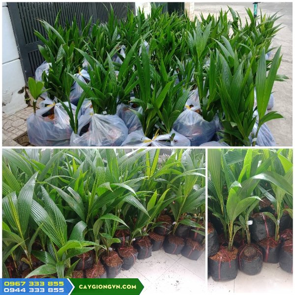 cung_cap_cay_giong_dua_xiem Cung cấp cây giống dừa xiêm