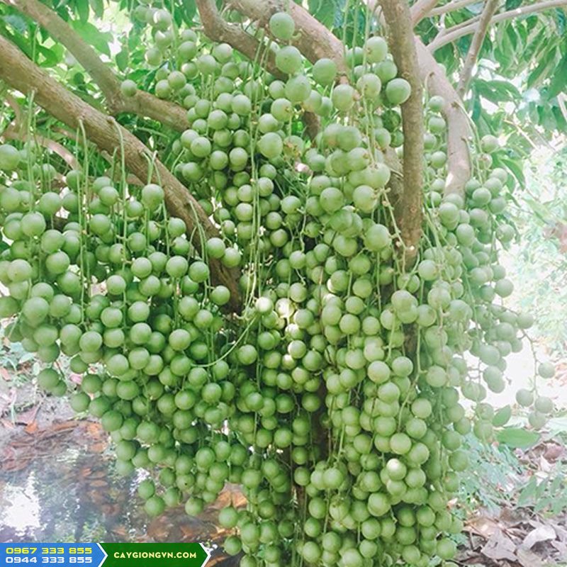 giong_cay_dau_da_xanh_cay_dau_xanh Giống cây dâu da xanh (dâu xanh, dâu da thái)