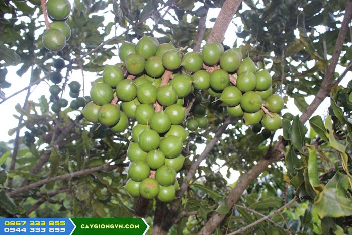 giong_cay_mac_ca_qn1_nang_suat_cao Giống mắc ca QN1 năng suất cao
