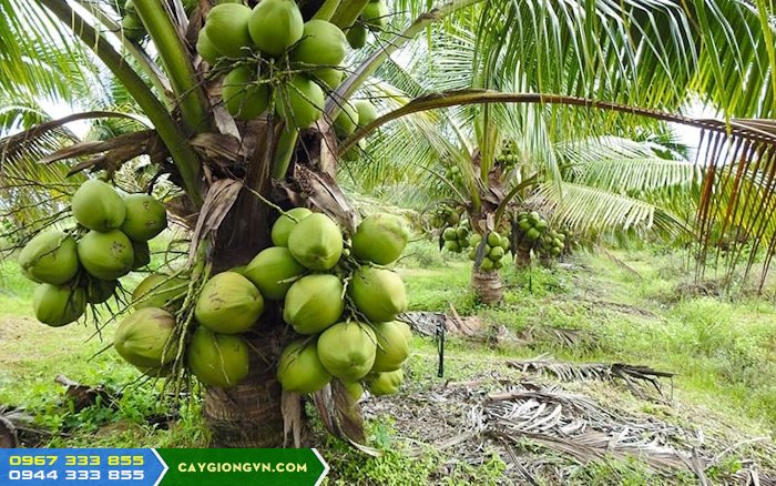 ky_thuat_trong_va_cham_soc_cay_dua_xiem_lun Kỹ thuật trồng và chăm sóc dừa xiêm lùn