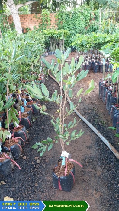 cay_giong_nhan_xuong_com_vang Cây giống nhãn xuồng cơm vàng