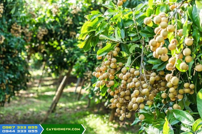 cay_nhan_xuong_com_vang Giống cây nhãn xuồng cơm vàng
